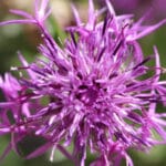 L’importance de la griffe du diable pour la santé des articulations