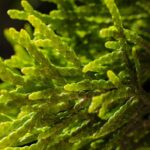 Ascophyllum nodosum : Bienfaits, Origine, Utilisation en Complément Alimentaire