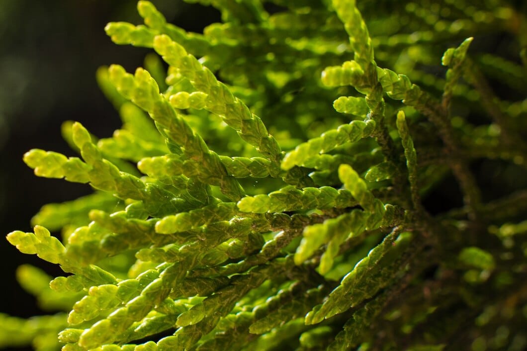 Ascophyllum nodosum : Benefits, Origin, Use in Food Supplements Ascophyllum nodosum