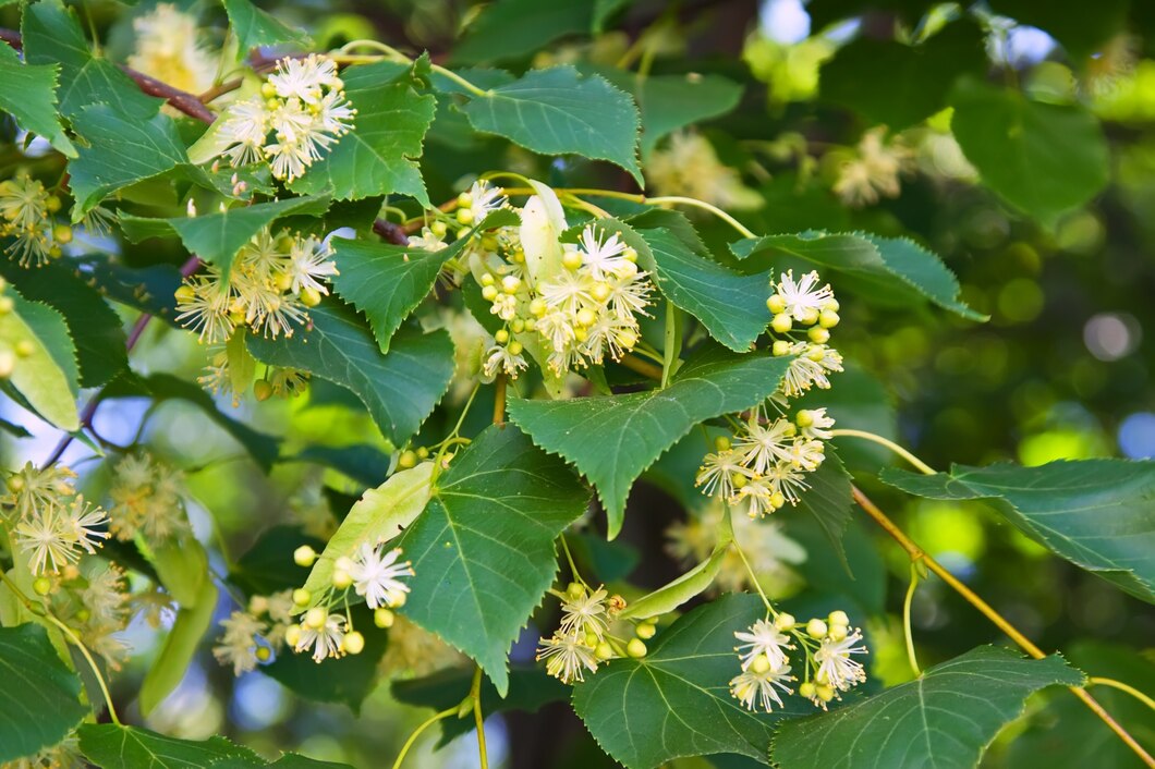 Linden sapwood : Benefits, Origin, Use as a food supplement Aubier de tilleul : Bienfaits, Origine, Utilisation en Complément Alimentaire