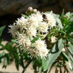 Baccharis : Bienfaits, Origine, Utilisation en Complément Alimentaire