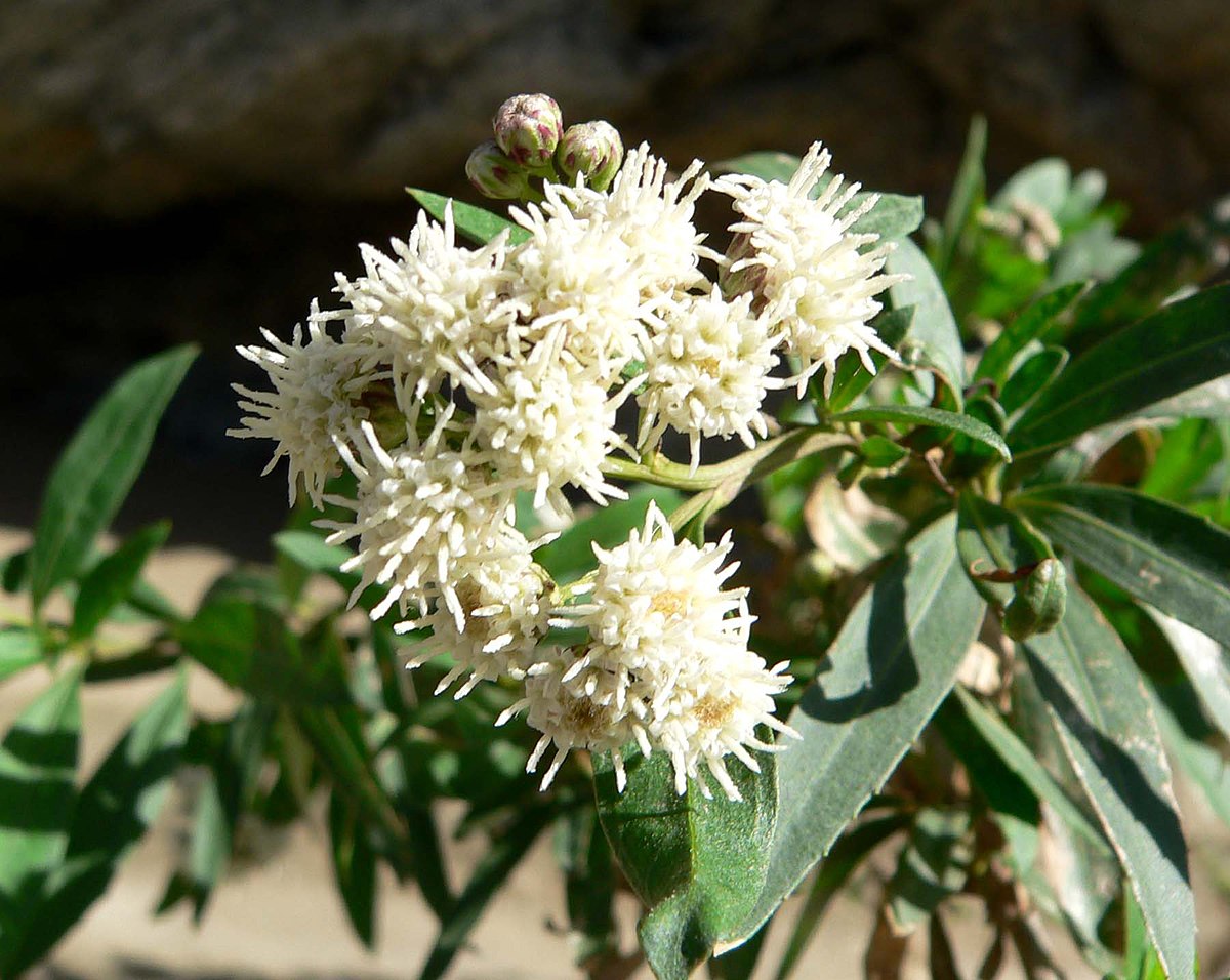 Baccharis: Benefits, Origin, Use as a Food Supplement Baccharis