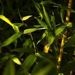 Bambou : Bienfaits, Origine, Utilisation en Complément Alimentaire