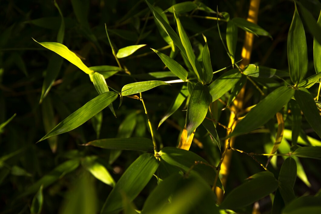 Bamboo : Benefits, Origin, Use as a food supplement Bambou : Bienfaits, Origine, Utilisation en Complément Alimentaire