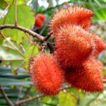 Bixa Orellana (Roucou) : Bienfaits, Origine, Utilisation en Complément Alimentaire