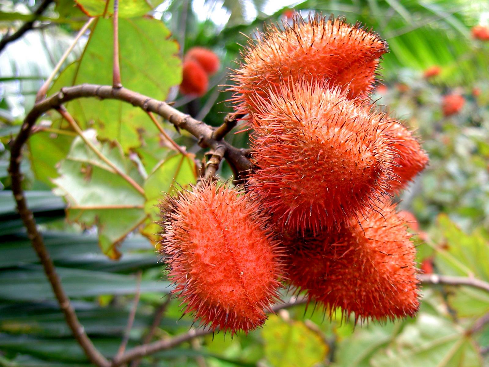 Bixa Orellana (Roucou) : Benefits, Origin, Use as a Food Supplement Bixa Orellana (Roucou)