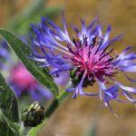 Bleuet (Centaurea cyanus) : Bienfaits, Origine, Utilisation en Complément Alimentaire