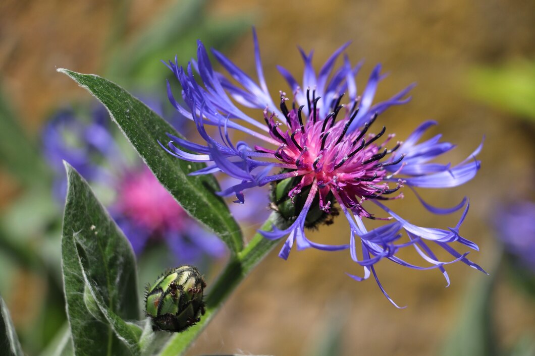 Aciano (Centaurea cyanus) : Beneficios, origen, uso como complemento alimenticio 1. Présentation du Bleuet Le Bleuet (Centaurea cyanus), aussi appelé Bleuet des champs ou Fleur de Zacharie, est une plante herbacée appartenant à la famille des Astéracées. Réputé pour ses propriétés apaisantes et anti-inflammatoires, il est traditionnellement utilisé en phytothérapie pour le soin des yeux fatigués, des peaux sensibles et des problèmes digestifs. 2. Origine et habitat Le Bleuet est originaire d’Europe et d’Asie occidentale. Autrefois très répandu dans les champs de céréales, il a vu sa population décliner avec l’usage des pesticides. Aujourd’hui, il est principalement cultivé pour ses vertus médicinales et cosmétiques. Cette plante pousse à l’état sauvage dans les prairies, les champs et les terrains sablonneux. Elle se distingue par ses fleurs bleu vif, qui attirent les pollinisateurs et sont utilisées aussi bien en infusion qu’en macérât huileux ou en complément alimentaire. 3. Composition et principes actifs Le Bleuet est riche en composés bioactifs qui lui confèrent ses propriétés thérapeutiques : Flavonoïdes (quercétine, anthocyanes) : puissants antioxydants qui protègent les cellules du stress oxydatif. Tannins : aux vertus astringentes et décongestionnantes. Acides phénoliques : anti-inflammatoires naturels. Mucilages : hydratants et apaisants pour la peau et les muqueuses. 4. Bienfaits et propriétés 🌿 Santé oculaire Soulage les yeux fatigués et irrités (écrans, pollution, allergènes). Apaise la conjonctivite et les irritations oculaires. Réduit les poches et cernes sous les yeux. 🌿 Soin de la peau Apaise les peaux sensibles sujettes aux rougeurs et aux irritations. Favorise la cicatrisation des petites plaies et brûlures légères. Hydrate et tonifie l’épiderme grâce à ses mucilages. 🌿 Détoxifiant et digestion Stimule l’élimination des toxines et soutient le foie. Aide à soulager les troubles digestifs mineurs (ballonnements, digestion lente). 🌿 Action anti-inflammatoire Soulage les inflammations légères de la bouche et des gencives. Apporte un effet décongestionnant sur les muscles fatigués. 5. Utilisation en complément alimentaire Le Bleuet se trouve sous différentes formes : Eau florale (hydrolat) : appliquée sur les yeux et la peau. Infusion de fleurs séchées : pour une action interne. Macérât huileux : utilisé en cosmétique. Gélules d’extrait sec : pour un effet concentré sur la santé oculaire et digestive. Dosage recommandé Infusion : 1 à 2 cuillères à café de fleurs séchées pour 250 ml d’eau, 2 fois par jour. Eau florale : en compresse sur les yeux 5 à 10 minutes matin et soir. Gélules : suivre les indications du fabricant (généralement 300 à 500 mg/jour). 6. Précautions d’emploi et contre-indications Bien toléré, mais à éviter en cas d’allergie aux Astéracées (camomille, arnica…). Pas d’effet secondaire notable aux doses recommandées. Déconseillé aux femmes enceintes et allaitantes sans avis médical. 7. Associations suggérées Pour les yeux fatigués : Camomille, Euphraise. Pour la peau sensible : Rose de Damas, Aloe Vera. Pour la digestion : Fenouil, Mélisse. 8. Sources et références scientifiques INSERM – Études sur les plantes médicinales et les flavonoïdes : www.inserm.fr ANSES – Usage des hydrolats et extraits de plantes en phytothérapie : www.anses.fr