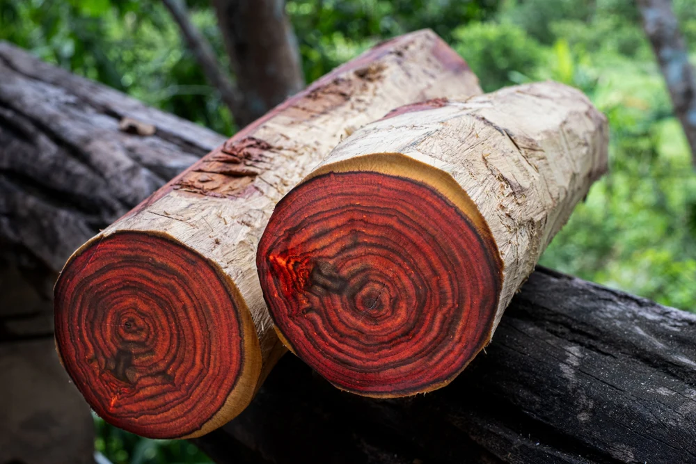 Palo de rosa (Aniba rosaeodora) : Beneficios, origen, uso como complemento alimenticio Bois de rose