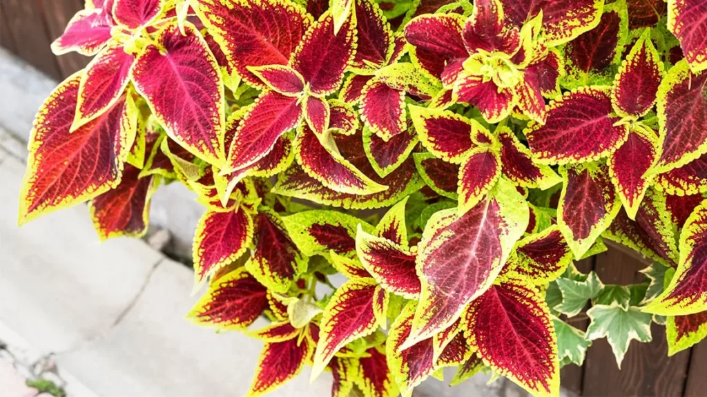 Coleus forskohlii : Bienfaits, origine, utilisation en complément alimentaire