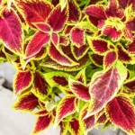 Coleus forskohlii : Bienfaits, origine, utilisation en complément alimentaire