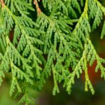 Cyprès : Bienfaits, origine, utilisation en complément alimentaire
