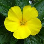 Damiana : Bienfaits, origine, utilisation en complément alimentaire