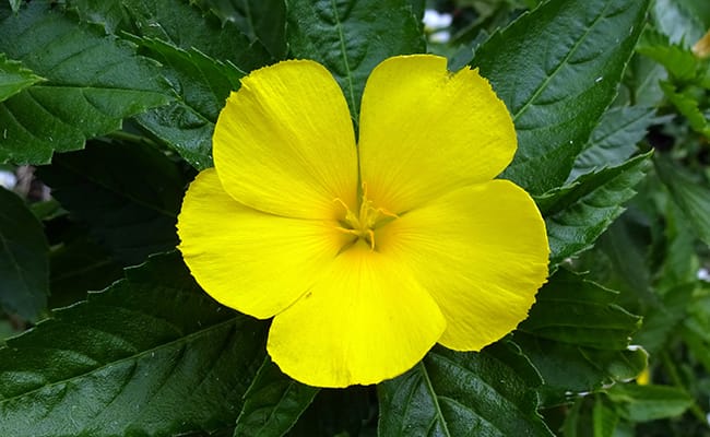 Damiana : Beneficios, origen, uso como suplemento dietético Damiana