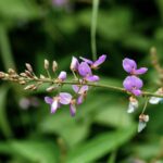 Desmodium : Bienfaits, origine, utilisation en complément alimentaire
