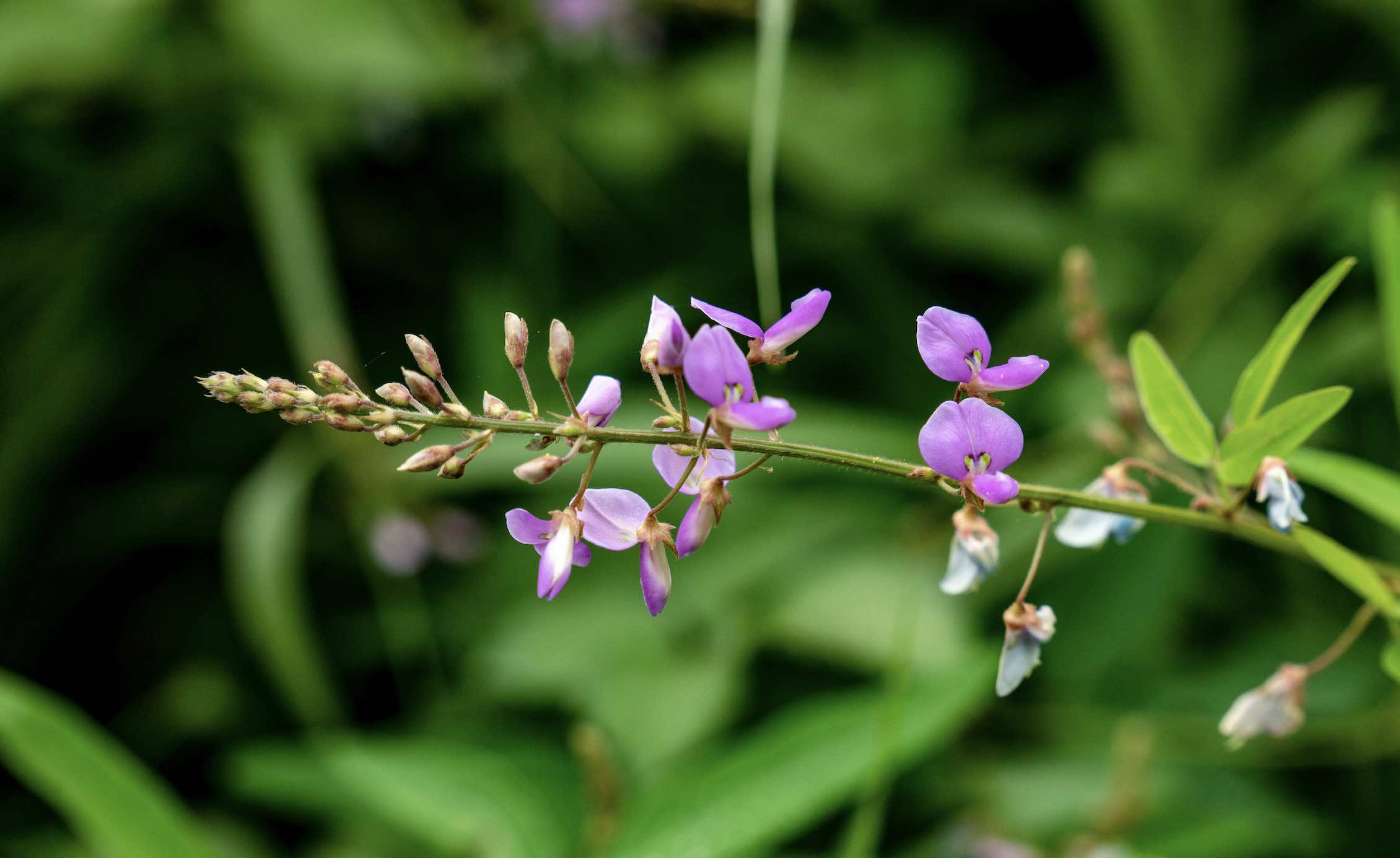 Desmodium : Beneficios, origen, uso como complemento alimenticio Desmodium