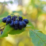 Éleuthérocoque : bienfaits, origine et utilisation en complément alimentaire