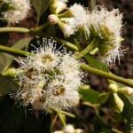 Eucalyptus Citronné : bienfaits, origine et utilisation en complément alimentaire