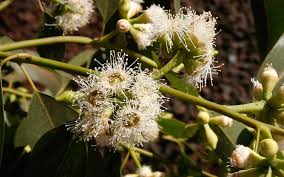 Guide Plantes et Actifs