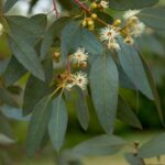 Eucalyptus Radiata : bienfaits, origine et utilisation en complément alimentaire