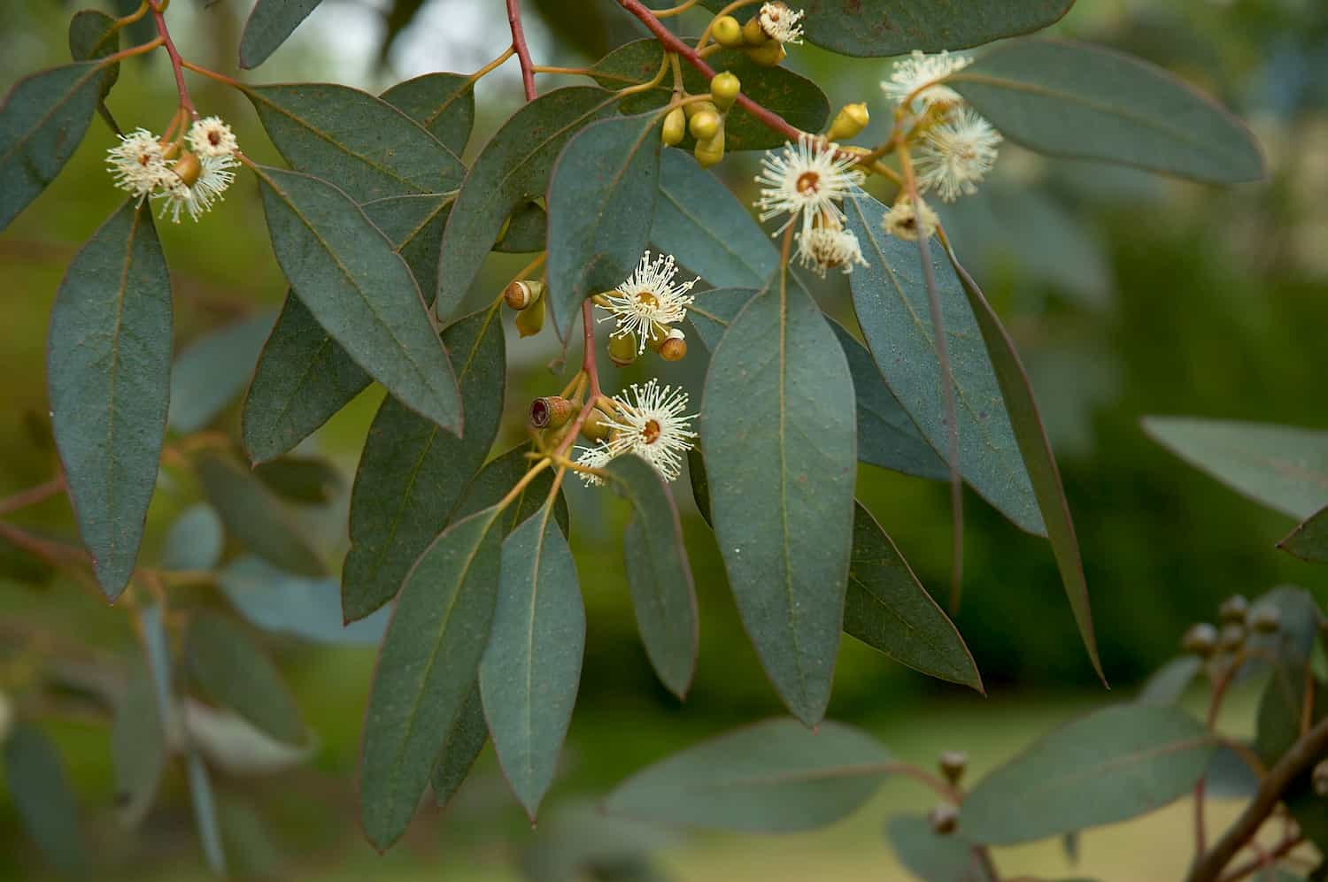 Eucalyptus Radiata: beneficios, origen y uso como suplemento dietético Eucalyptus Radiata : bienfaits, origine et utilisation en complément alimentaire