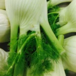 Fenouil : Bienfaits, origine, utilisation en complément alimentaire