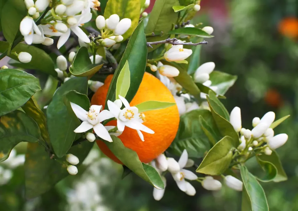 Fleur d&rsquo;oranger (bigaradier) : Bienfaits, origine, utilisation en complément alimentaire