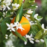 Fleur d’oranger (bigaradier) : Bienfaits, origine, utilisation en complément alimentaire