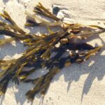 Fucus : Bienfaits, origine, utilisation en complément alimentaire