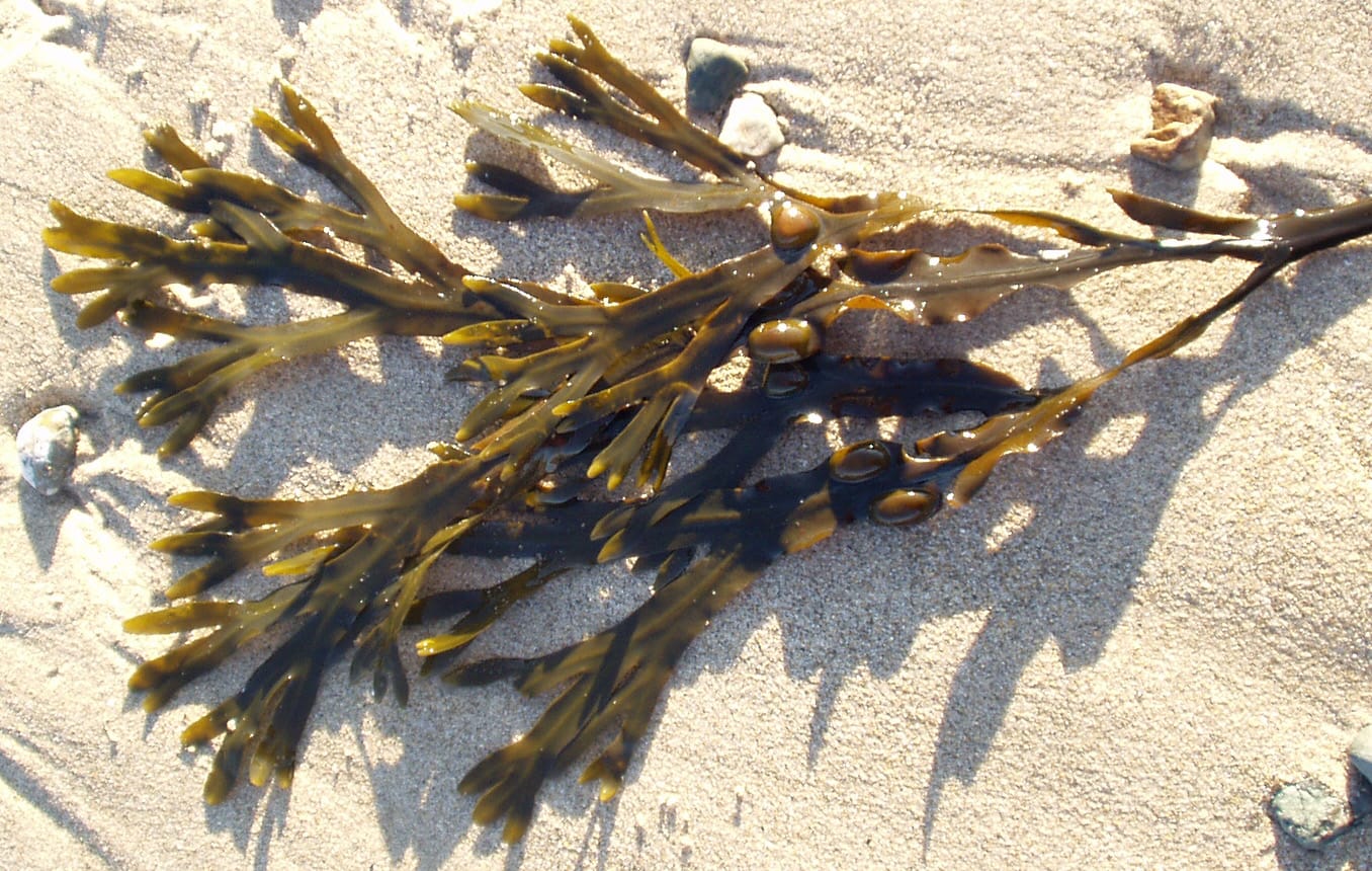 Fucus : Bienfaits, origine, utilisation en complément alimentaire Fucus : Bienfaits, origine, utilisation en complément alimentaire