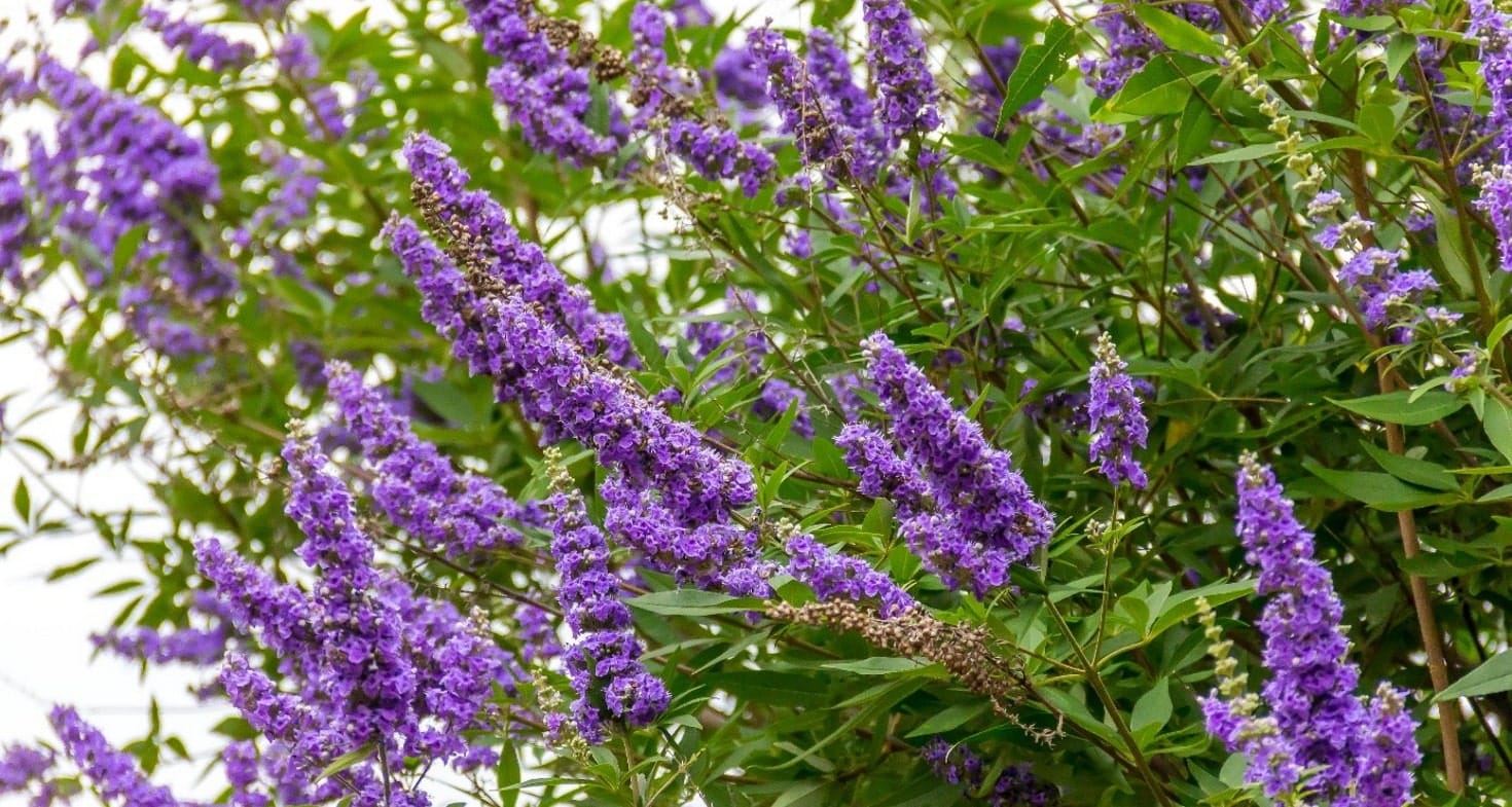 Árbol casto: beneficios, origen y uso como suplemento dietético Gattilier : Bienfaits, origine et utilisation en complément alimentaire