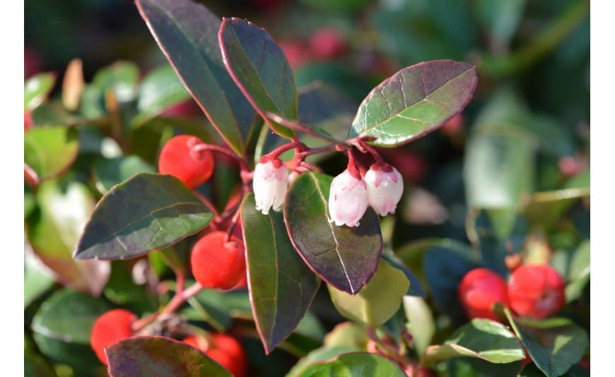 Wintergreen : Beneficios, origen, uso como complemento alimenticio Gaulthérie : Bienfaits, origine, utilisation en complément alimentaire
