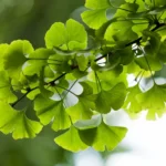 Ginkgo biloba : Bienfaits, origine, utilisation en complément alimentaire