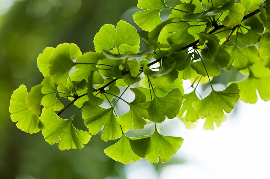 Ginkgo biloba : Beneficios, origen, uso como suplemento dietético Ginkgo biloba : Bienfaits, origine, utilisation en complément alimentaire