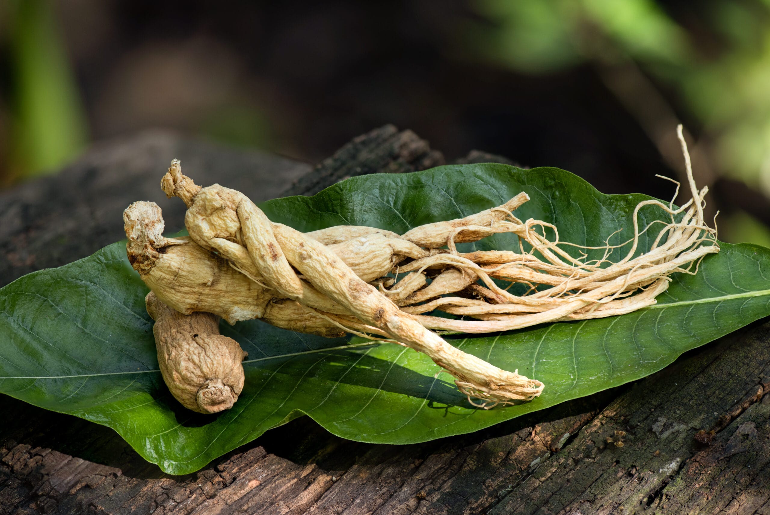 Ginseng : Beneficios, origen, uso como suplemento dietético Ginseng : Bienfaits, origine, utilisation en complément alimentaire