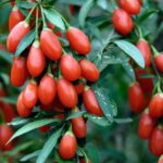 Goji : Bienfaits, origine, utilisation en complément alimentaire
