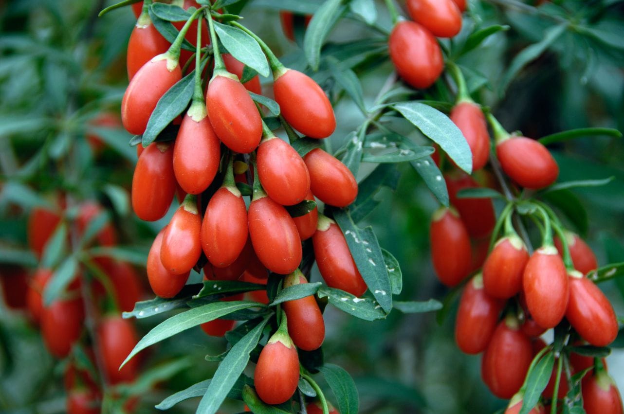 Goji : Beneficios, origen, uso como complemento alimenticio Goji : Bienfaits, origine, utilisation en complément alimentaire