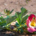 Harpagophytum : Bienfaits, origine, utilisation en complément alimentaire