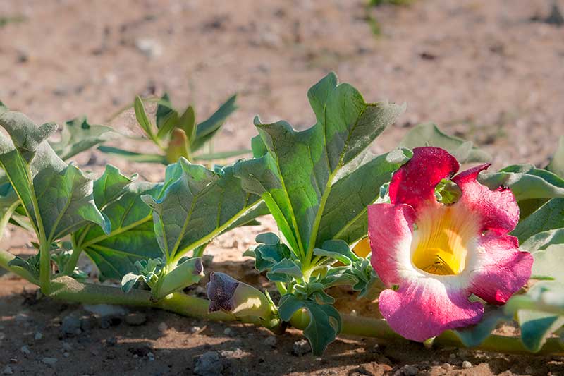 Harpagophytum : Beneficios, origen, uso como suplemento dietético Harpagophytum : Bienfaits, origine, utilisation en complément alimentaire