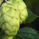 Houblon : Bienfaits, origine, utilisation en complément alimentaire