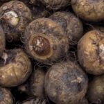 Konjac : Bienfaits, origine, utilisation en complément alimentaire