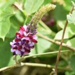 Kudzu : Bienfaits, origine, utilisation en complément alimentaire
