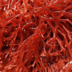 Lithothamne : Bienfaits, origine, utilisation en complément alimentaire
