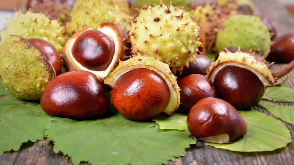 Marron d&rsquo;inde : Bienfaits, origine, utilisation en complément alimentaire