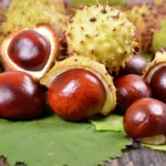 Marron d’inde : Bienfaits, origine, utilisation en complément alimentaire