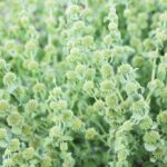 Marrube blanc : Bienfaits, origine, utilisation en complément alimentaire
