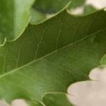 Maytenus : Bienfaits, origine, utilisation en complément alimentaire