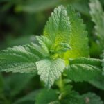 Mélisse : Bienfaits, origine, utilisation en complément alimentaire