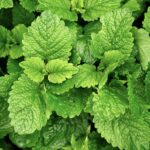 Menthe poivrée : Bienfaits, origine, utilisation en complément alimentaire