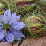 Nigelle : Bienfaits, origine, utilisation en complément alimentaire
